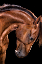 All the Wild Horses : My current solo exhibition called 'All the Wild Horses'