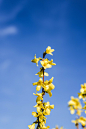 yellow petaled flower bloom during daytime