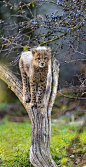 Cheetah cub on the tree : Second picture: one of the cubs on a tree in the enclosure!