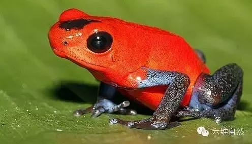 火焰箭毒蛙
