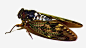 蝇类昆虫高清素材 昆虫 生物世界 蝉 蝉翼 蝉鸣 金蝉 黄蝉 免抠png 设计图片 免费下载