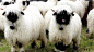  黑鼻羊，我以为他們是只存在于社交网站贴图的动物！想不到是真的！