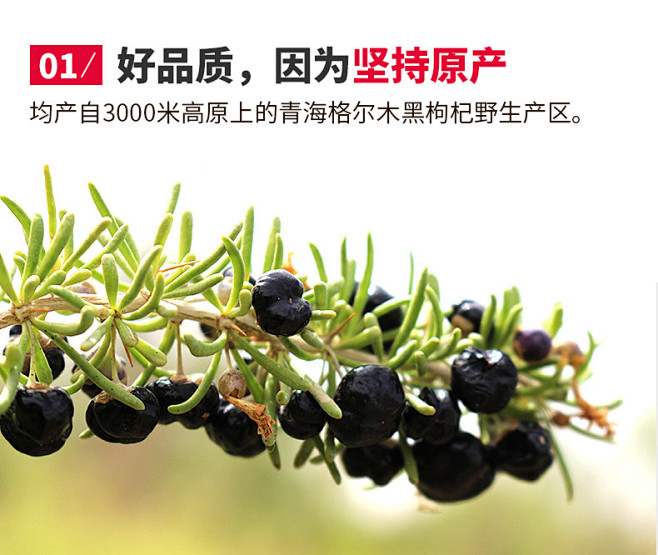 黑枸杞8
