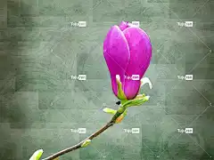 玉兰 花 自然 植物 颜色 美丽的花朵 明亮的 花壁纸 花的