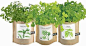 Image result for Garden In A Bag 