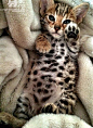 bengal kitten: 