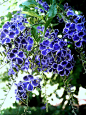 花 植物花卉 摄影 Duranta|Flickr–相片分享！