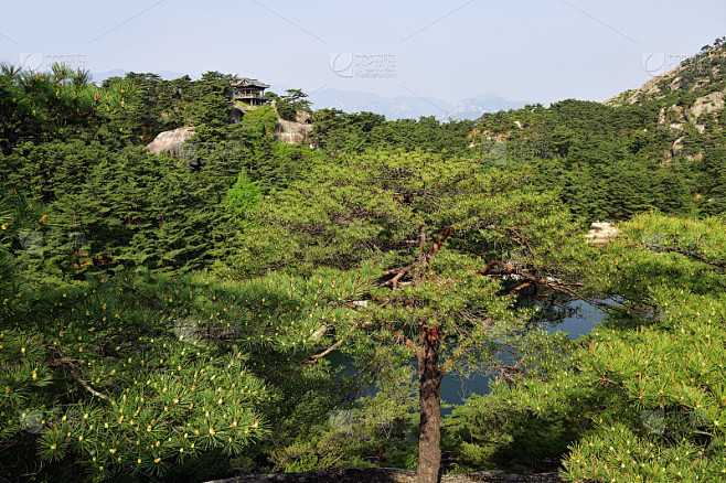 朝鲜的风景。红松林