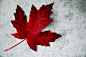 Canadian Maple Leaf | ... Exchange » Happy Canada Day Everyone! Honk if you’re Canadian