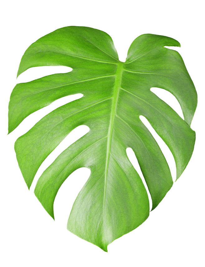 热带植物叶子PNG