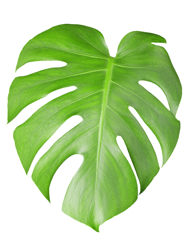 热带植物叶子png