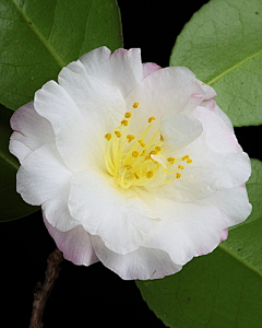 路上妖采集到B……百花集