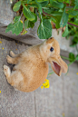兔形目·古兔亚科·穴兔属：多瓦夫兔