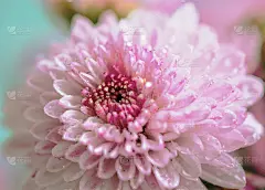 露珠里的紫菊