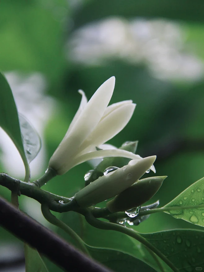院子里的白兰花开了-花瓣网