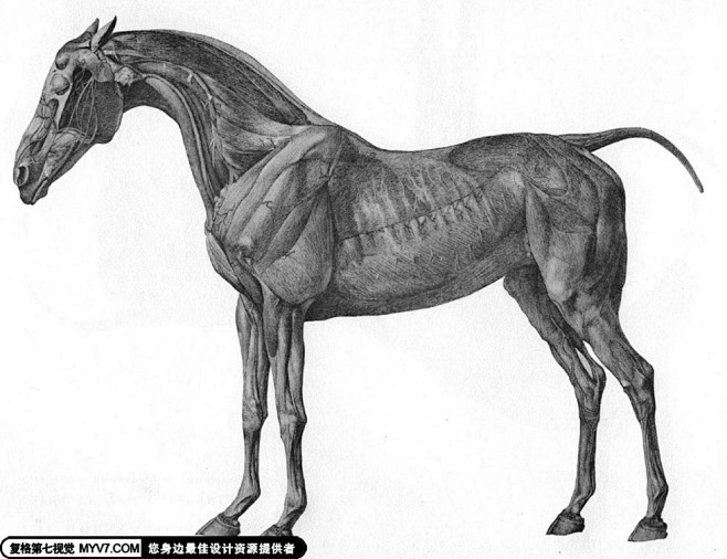 马的骨骼解剖结构-1--第七视觉--Vi...