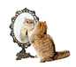 镜子,影棚拍摄,看,家畜,猫_149243503_British shorthair looking at a mirror_创意图片_Getty Images China