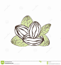 Shea Nut Illustration : Shea Nut Illustration - Download From Over 68 Million High Quality Stock Photos, Images, Vectors. Sign up for FREE today. Image: 88933731