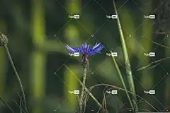 矢车菊 花 花壁纸 蓝花 开花 盛开 自然 植物群 花卉背景