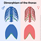 Dimorphism of the thorax