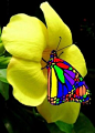 multi-colored butterfly in stained glass effect 多种颜色的彩色玻璃蝴蝶