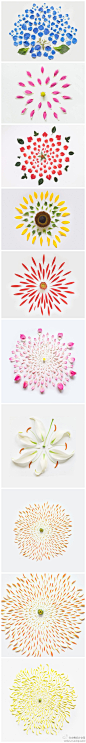 花的构解，来自新加坡摄影师 Fong Qi Wei 的Exploded Flowers系列——求是设计会网的照片 - 微相册