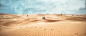 沙漠高清素材 摄影 植物 沙漠 海报banner 风景 背景 设计图片 免费下载