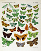 wallacegardens: Genus: Eumelea (butterflies) 1864.