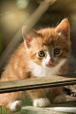 萌猫猫