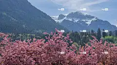 樱花 Windows壁纸 自然 花卉背景 樱桃树 山 全高清壁纸