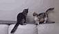  #GIF# #搞笑#
