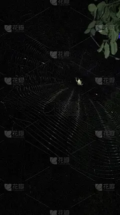 网的混乱