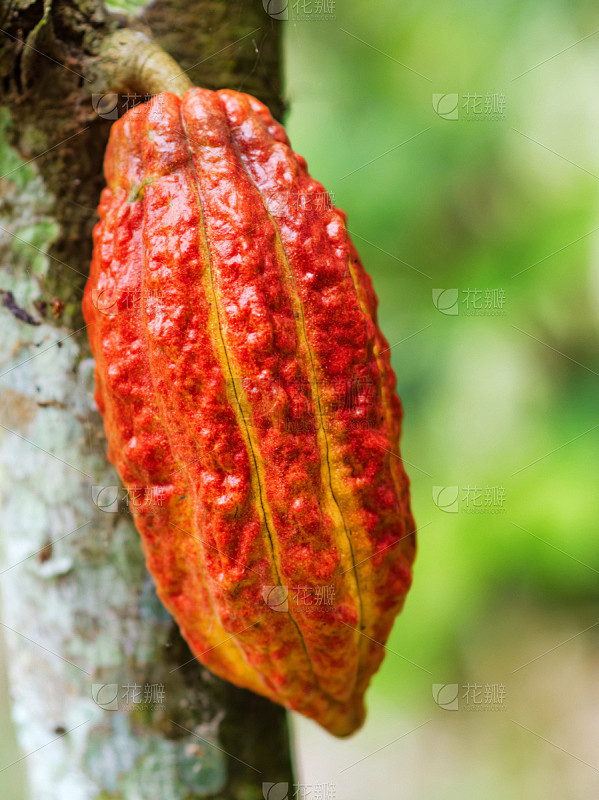 可可豆,木制,熟的,可可树,梧桐科植物,可可树的果实,垂直画幅,无人,户外,雨林