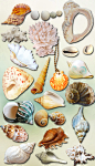 海洋世界各种海螺贝壳透明PNG素材   - PS饭团网