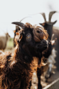 免費 動物, 垂直拍攝, 山羊 的 免費圖庫相片 圖庫相片