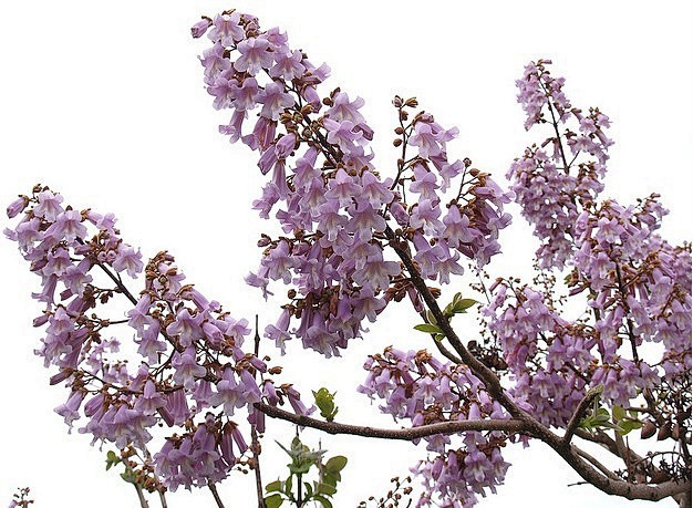 泡桐属 Paulownia 落叶乔木，但在热带为常绿，树冠圆锥形、伞形或近圆柱形，幼时树皮平滑而具显著皮孔，老时纵裂；通常假二歧分枝，枝对生 ...