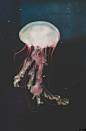 动物 无脊椎动物 水母 海上生活 脱落的水族馆 芝加哥 动物摄影图片图片壁纸