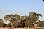 112 photos of Eucalyptus Trees