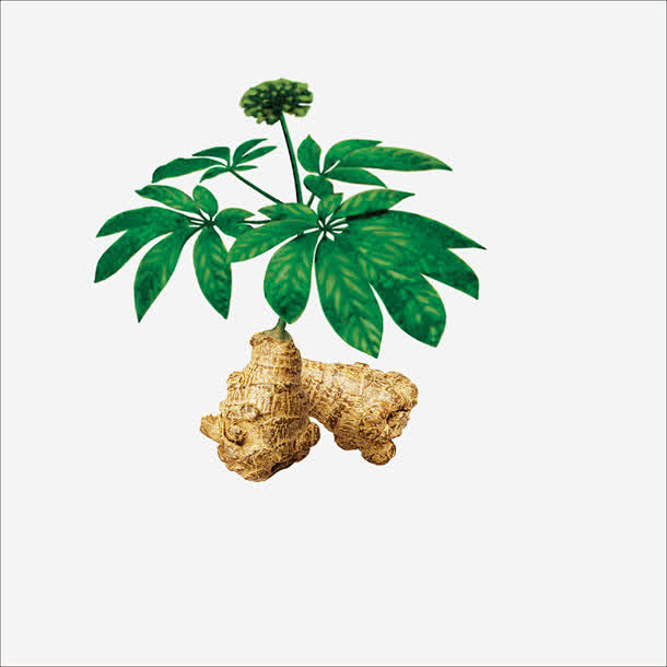 田七高清素材 中药 本草纲目 草药 药材 免抠png 设计图片 免费下载