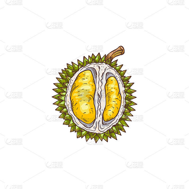 榴莲水果切成半手画新鲜食物孤立在白色的背...
