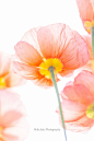 Poppies
