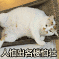 油牌动图表情包@楼板娘 ​​​​