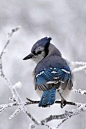 冬春交織
冬枯春嫩
讓虛化的背景猶如圖畫
顯現鬧春的鳥兒如工筆