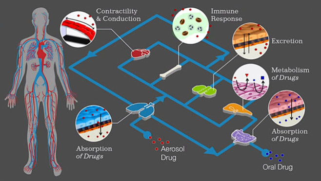 organs-on-a-chip-wys...