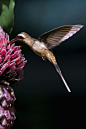 蜂鸟目·蜂鸟科·隐蜂鸟属：纹喉隐蜂鸟