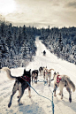 Dog Sledding has been on my bucket list as well as our boys' (our oldest son's fave dog). Only a few months away!!!!