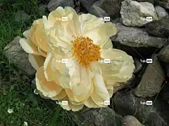 牡丹 玫瑰 奶油 珊瑚魅力 花壁纸 春天 盛开 花卉背景 玫瑰花