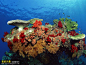 海底生物 海洋生物图片海底世界 生物 海底 #素材# ★★★http://www.sucaifengbao.com/photo/gqsy/
