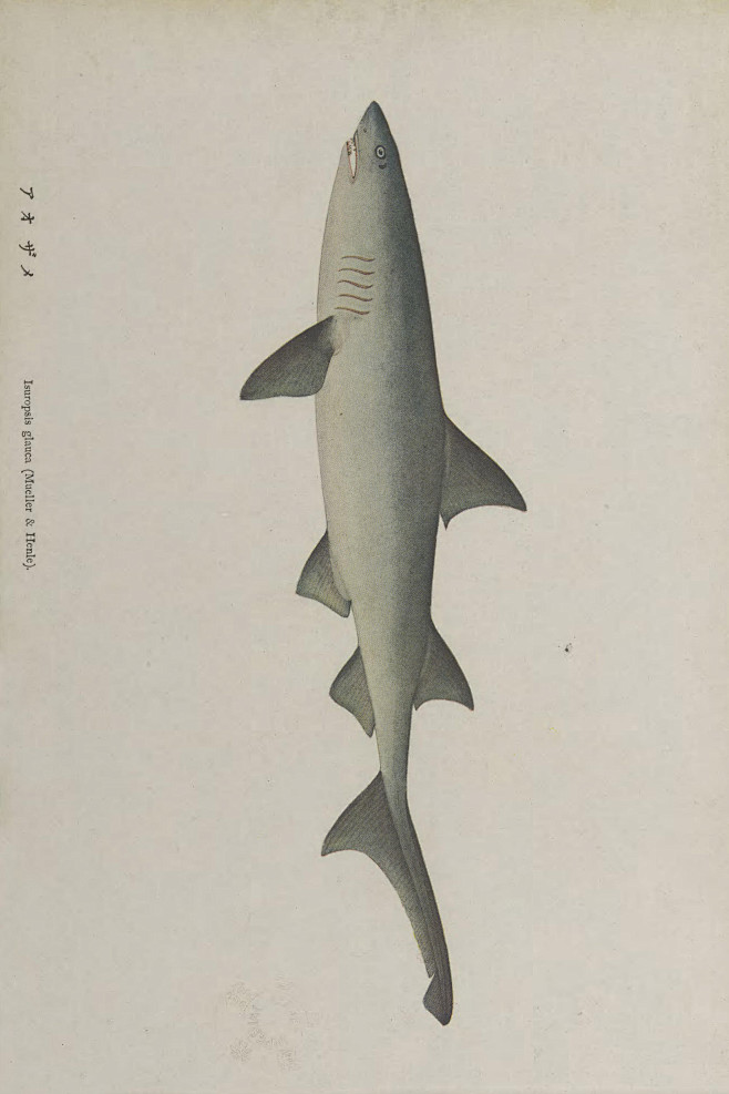 鱼类图鉴●鼠鲨