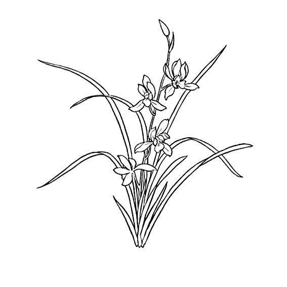 兰花